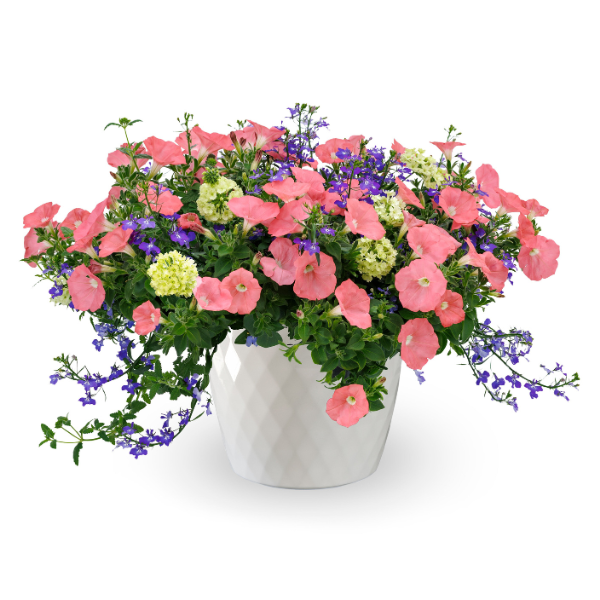 Kwik Kombo 'Surfside Sunrise'