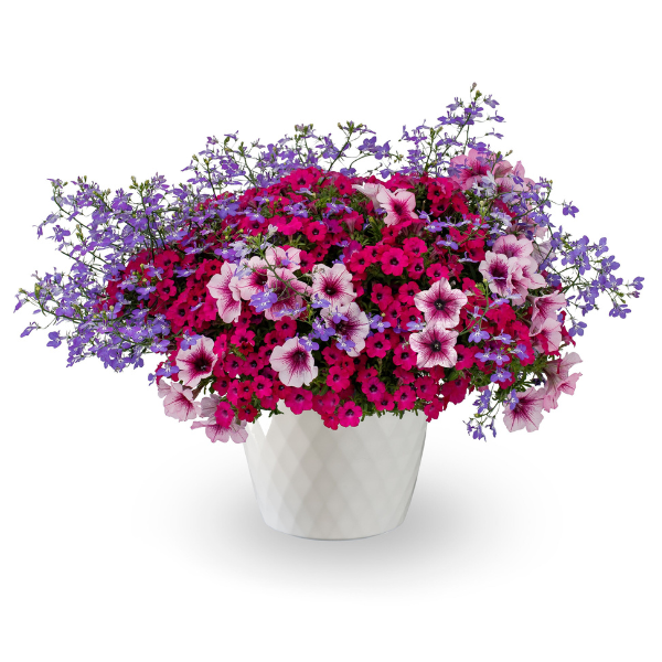 Kwik Kombo 'Violet Riot'