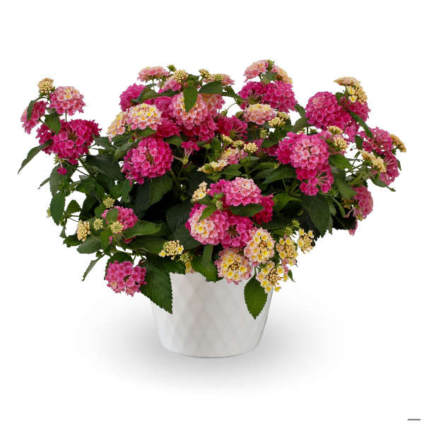 Lantana camara 'Bandolero Pink Lemonberry'