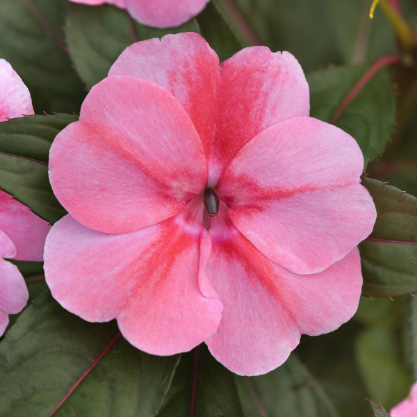 New Guinea impatiens hawkerii 'Color Power Pink Flame'
