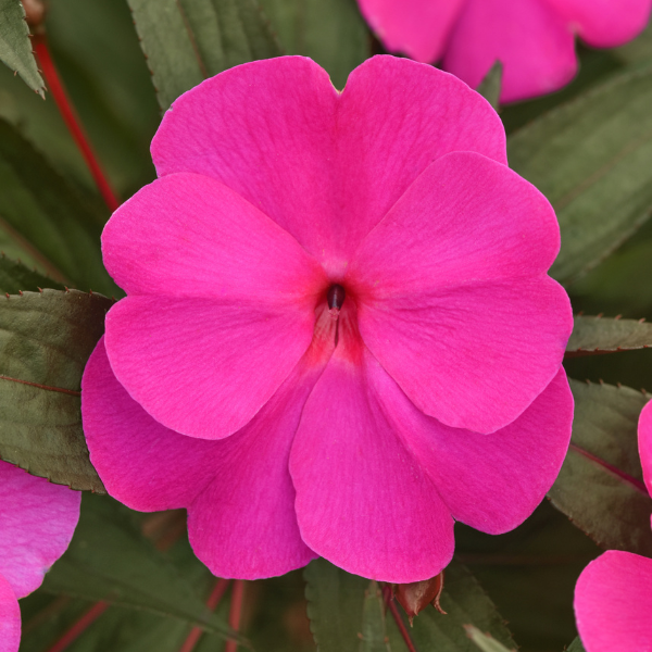 New Guinea impatiens hawkerii 'Color Power Violet Shadow'