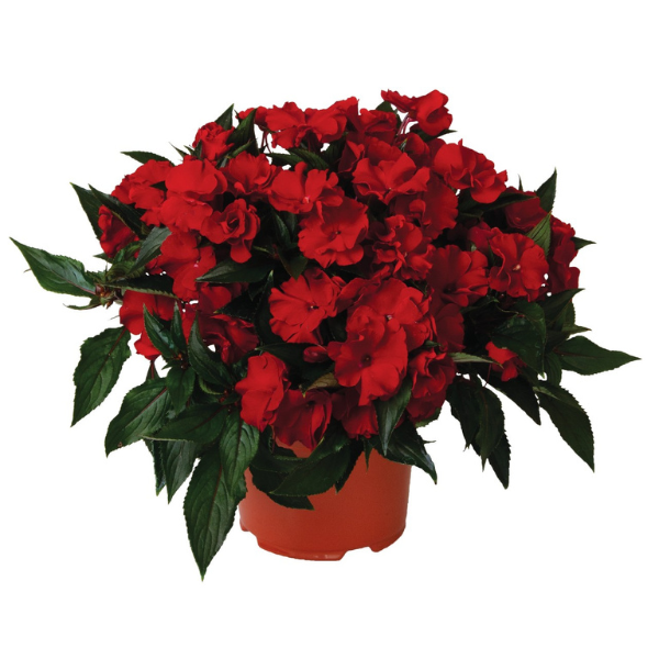 New Guinea impatiens hawkerii 'Rollercoaster Flamenco Ole Red'
