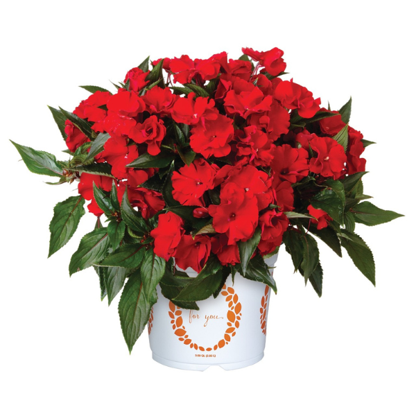 New Guinea impatiens hawkerii 'Rollercoaster Whirl Dark Red'