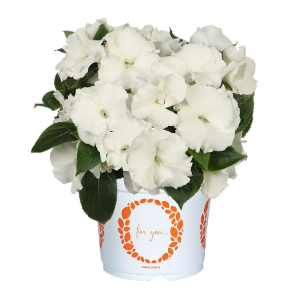 New Guinea impatiens hawkerii 'Rollercoaster Whirl White'