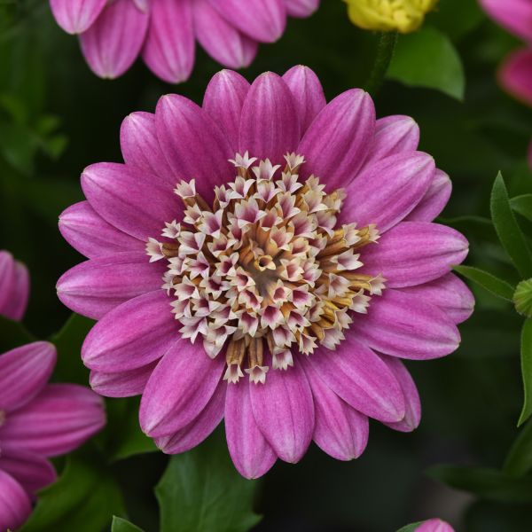 Osteospermum ecklonis '4D Pink Lemonade'
