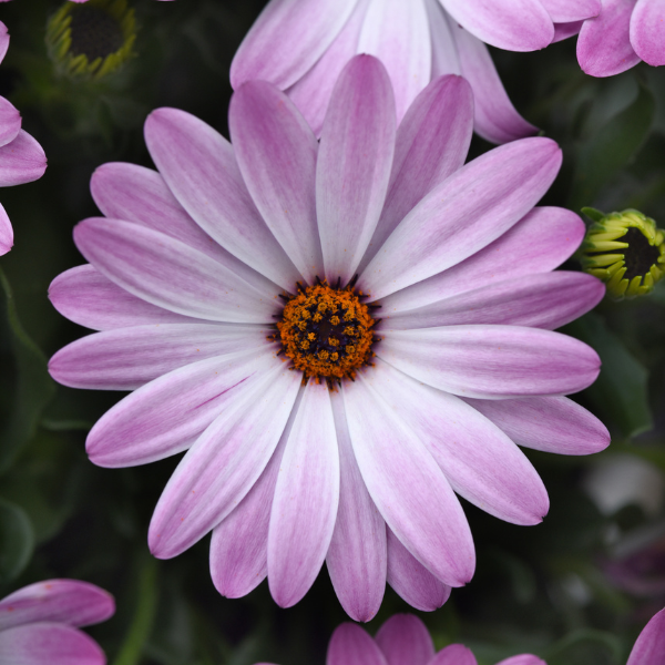Osteospermum ecklonis 'FlowerPower Petite Light Pink and Eye'