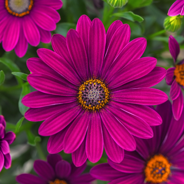 Osteospermum ecklonis 'FlowerPower Petite Purple'