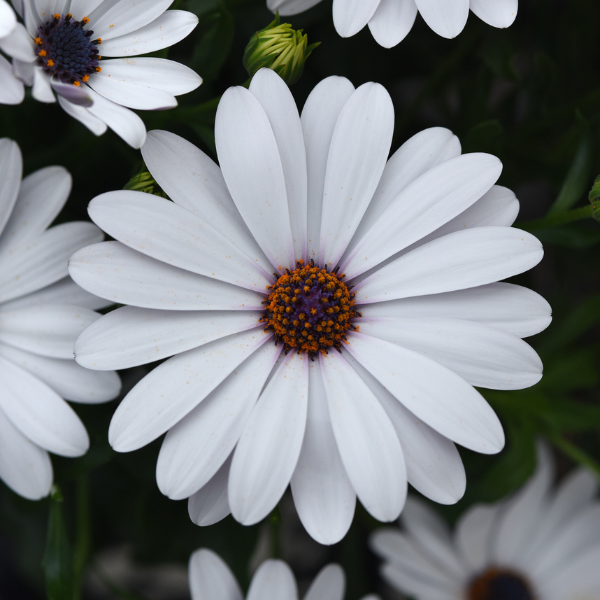 Osteospermum ecklonis 'FlowerPower Petite White'