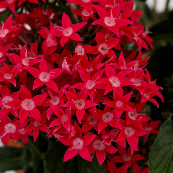 Pentas lanceolata 'Starcluster Cascade Lipstick'