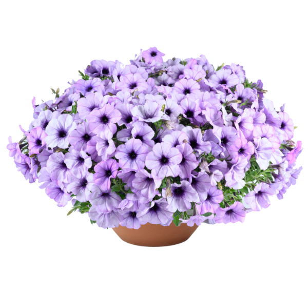 Petunia hybrida 'Cascadias Lavender Ice'