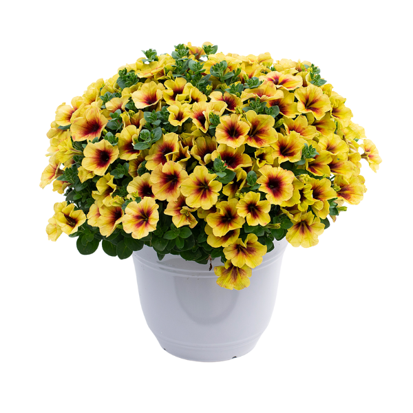 Petunia hybrida 'Crazytunia Bananarama'
