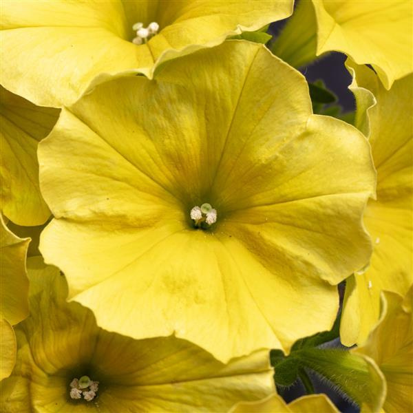 Petunia hybrida 'Crazytunia Yello'