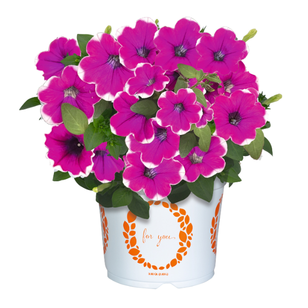 Petunia hybrida 'Durabloom Magenta Halo'