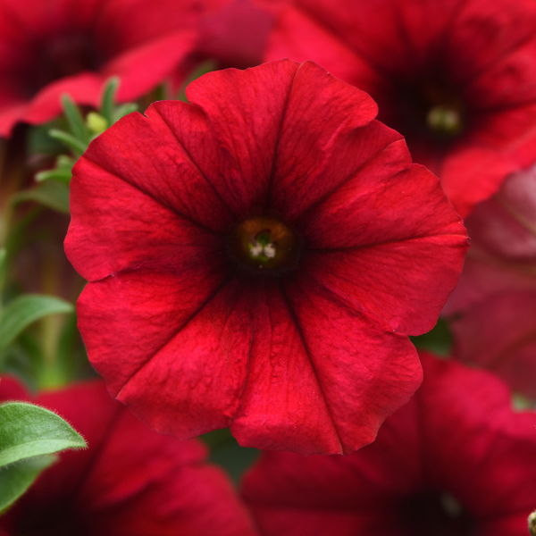 Petunia hybrida 'Headliner Crimson'