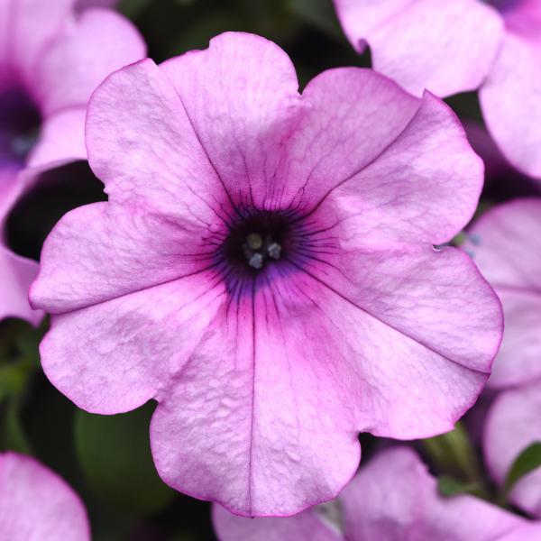 Petunia hybrida 'Headliner Crystal Pink'