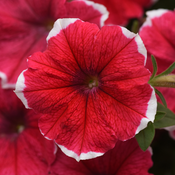 Petunia hybrida 'Headliner Strawberry Picotee'