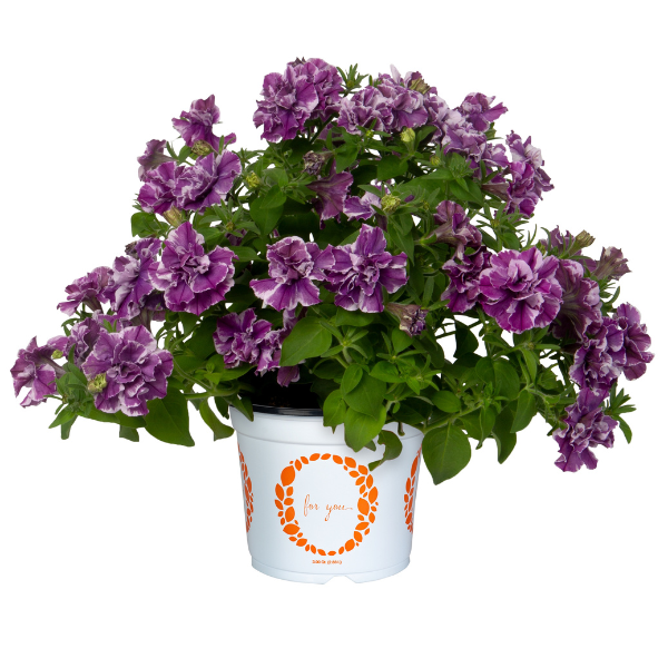 Petunia hybrida 'Origami Marvelous Blue'