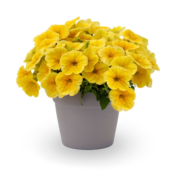 Petunia hybrida 'Sanguna Sunshine'
