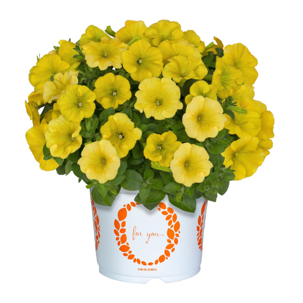 Petunia hybrida 'Surprise Canary Yellow'