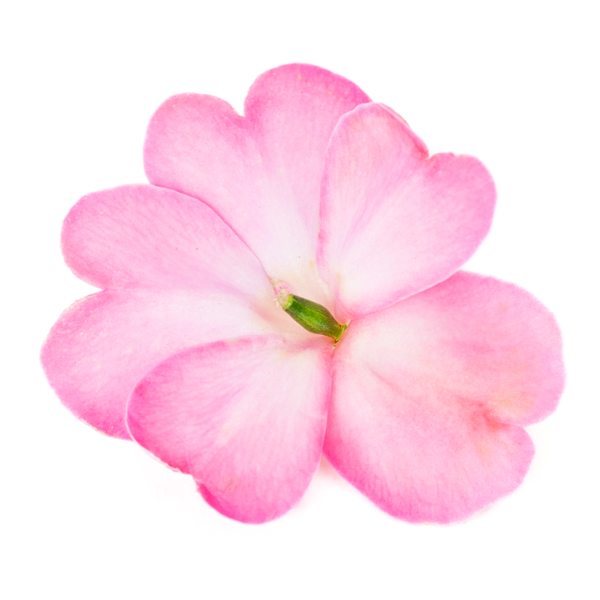 SunPatiens hybrida 'Compact Pink Flash'