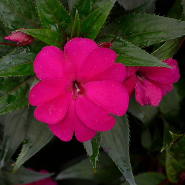 SunPatiens hybrida 'Compact Royal Magenta Imp'