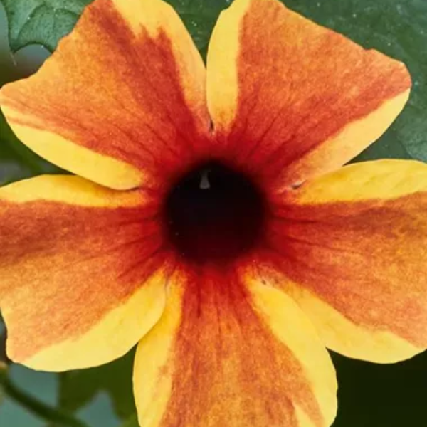 Thunbergia alata 'Sunny Susy Amber Stripes'
