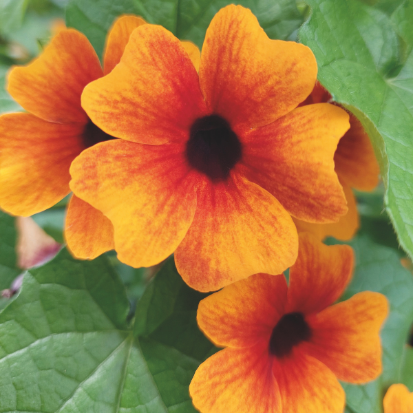 Thunbergia alata 'Sunny Susy Red Orange'