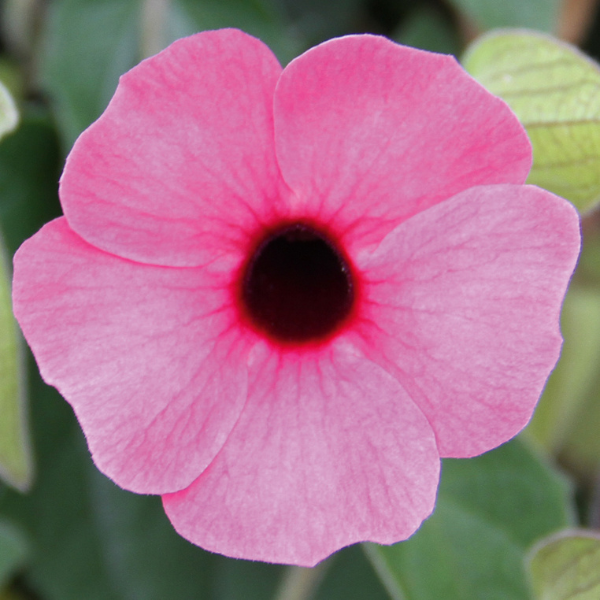 Thunbergia alata 'Sunny Susy Rose Sensation'