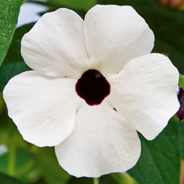 Thunbergia alata 'Sunny Susy White Halo'