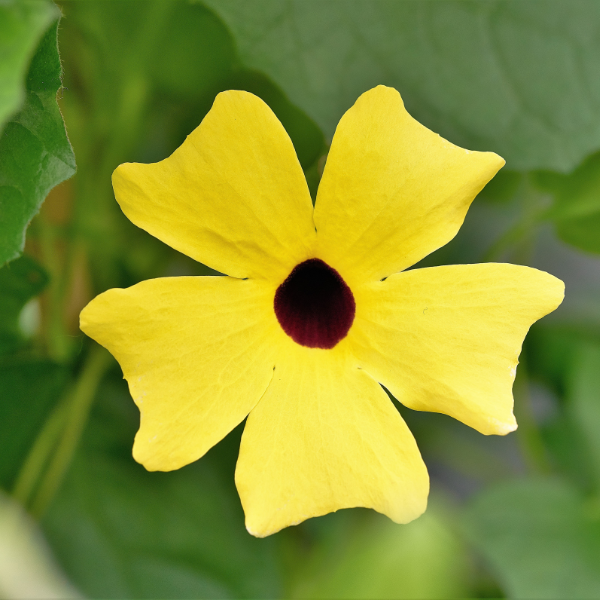 Thunbergia alata 'Sunny Susy Yellow Dark Eye'