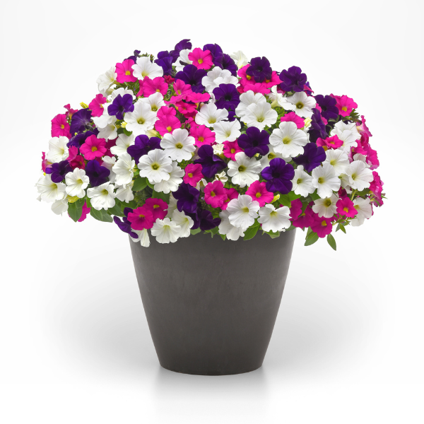 Trixi® 'Bodacious Blooms'