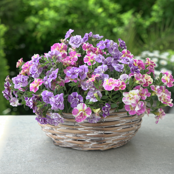 Trixi® 'Funtopia Utopia'