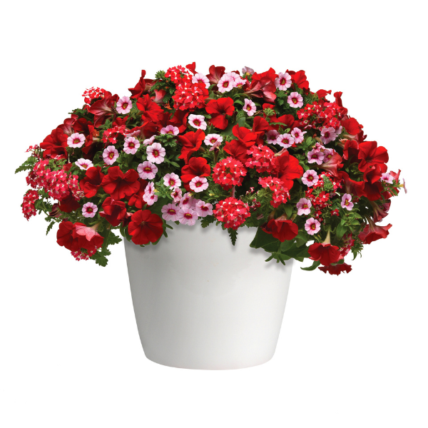 Trixi® 'Glamour Girl'