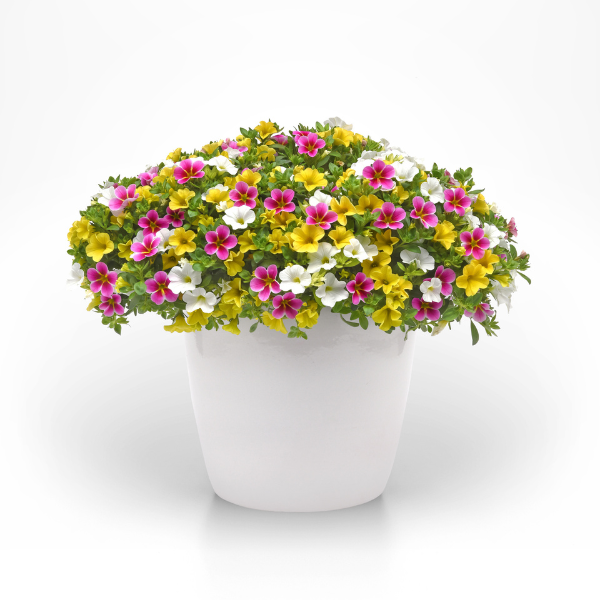 Trixi® 'Savoring Starfruit'