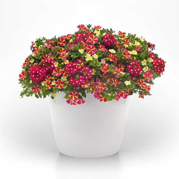 Trixi® 'Swirling Shuffle'