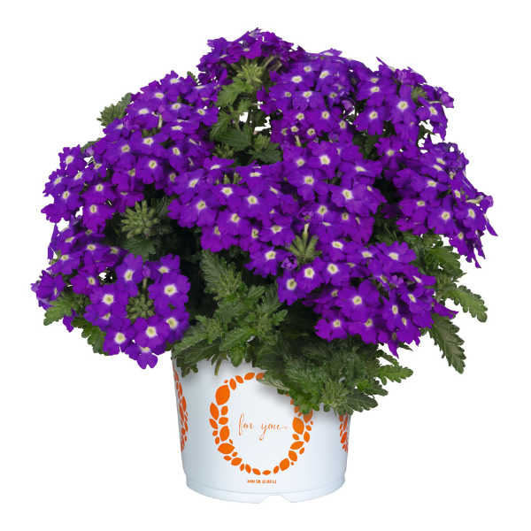 Verbena hybrida 'Empress Sun Kiss Blue Charme'