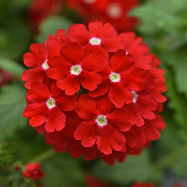 Verbena hybrida 'Lascar Red and Eye'