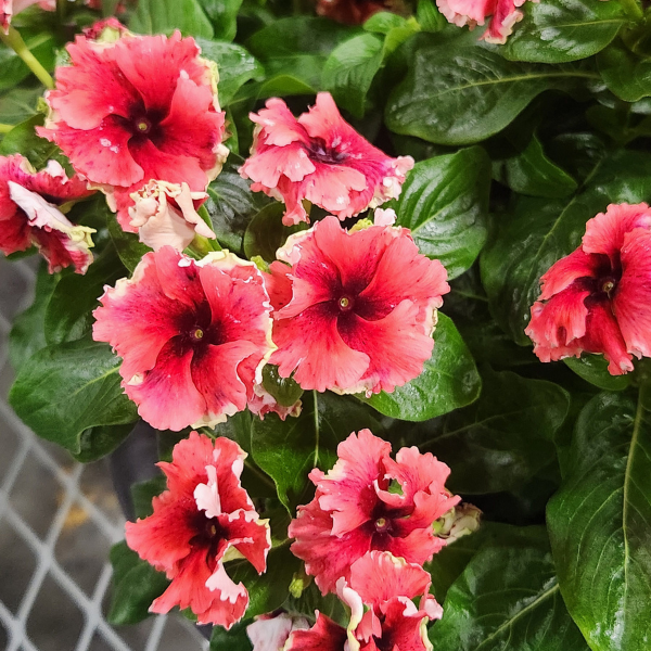 Vinca catharanthus roseus 'Soiree Flamenco Electric Salmon Eye'
