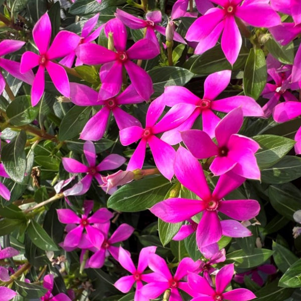 Vinca catharanthus roseus 'Soiree Kawaii Hot Pink'