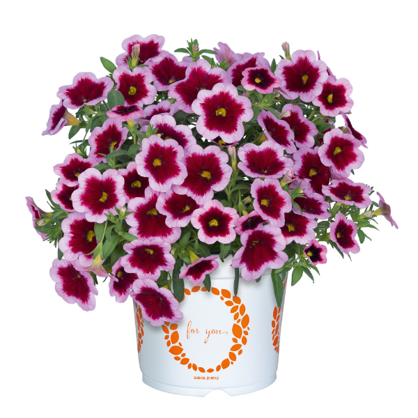 Calibrachoa Hybrida 'Aloha Kona Hula Pink 26'