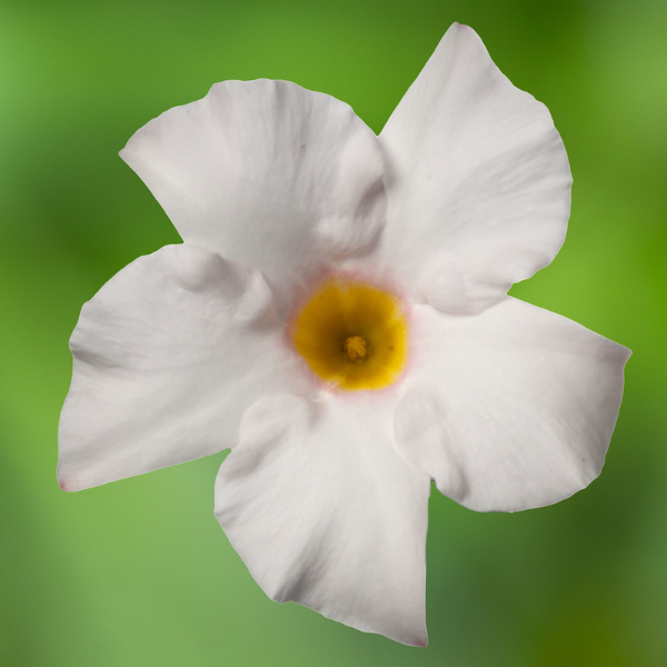 Mandevilla hybrida 'Madinia Elegant White'