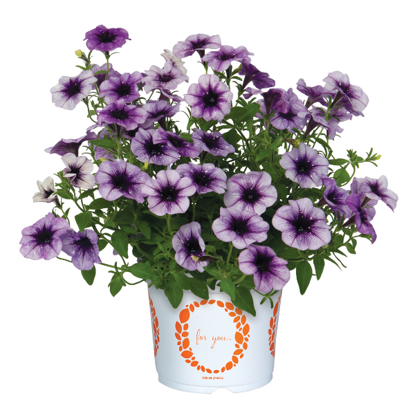 Petunia hybrida 'Surprise Sparkle Blue Vein'