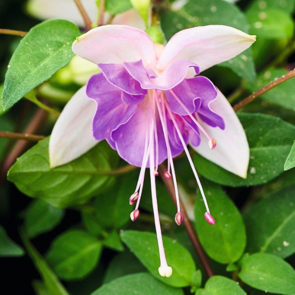 Fuchsia hybrid 'Windchimes Basket Double White & Blue'