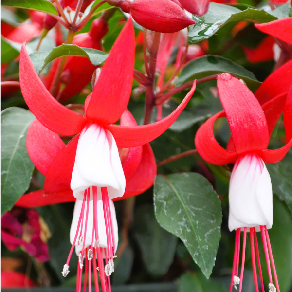 Fuchsia hybrid 'Windchimes Basket Red Vein'