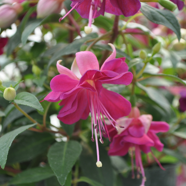 Fuchsia hybrid 'Windchimes Basket Double Rose & Violet'