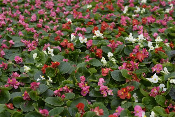 Begonia semperflorens cultorum 'Prelude Plus Mix'