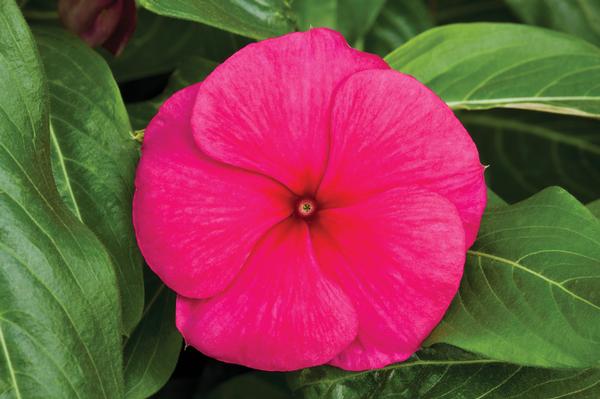 Vinca catharanthus roseus