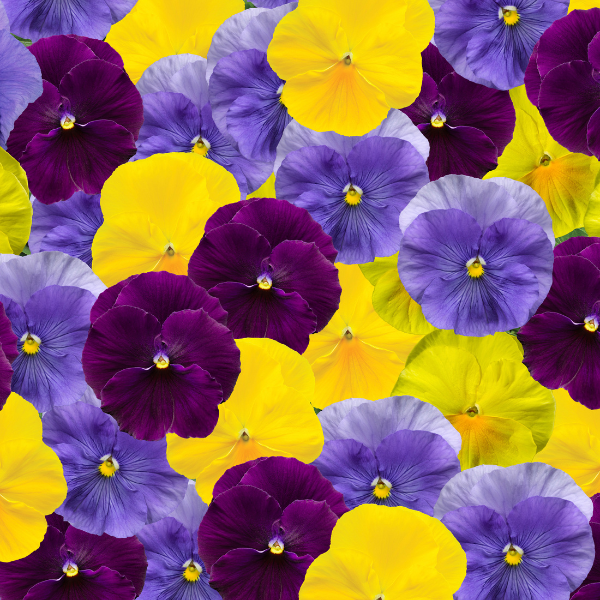 Pansy viola x wittrockiana 'Delta Pro Tricolor Mix'