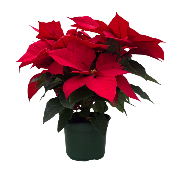 Poinsettia euphorbia pulcherrima 'Maestro Red'