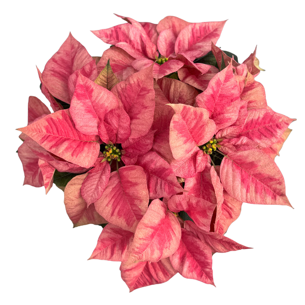 Poinsettia euphorbia pulcherrima 'Christmas Beauty Prince'